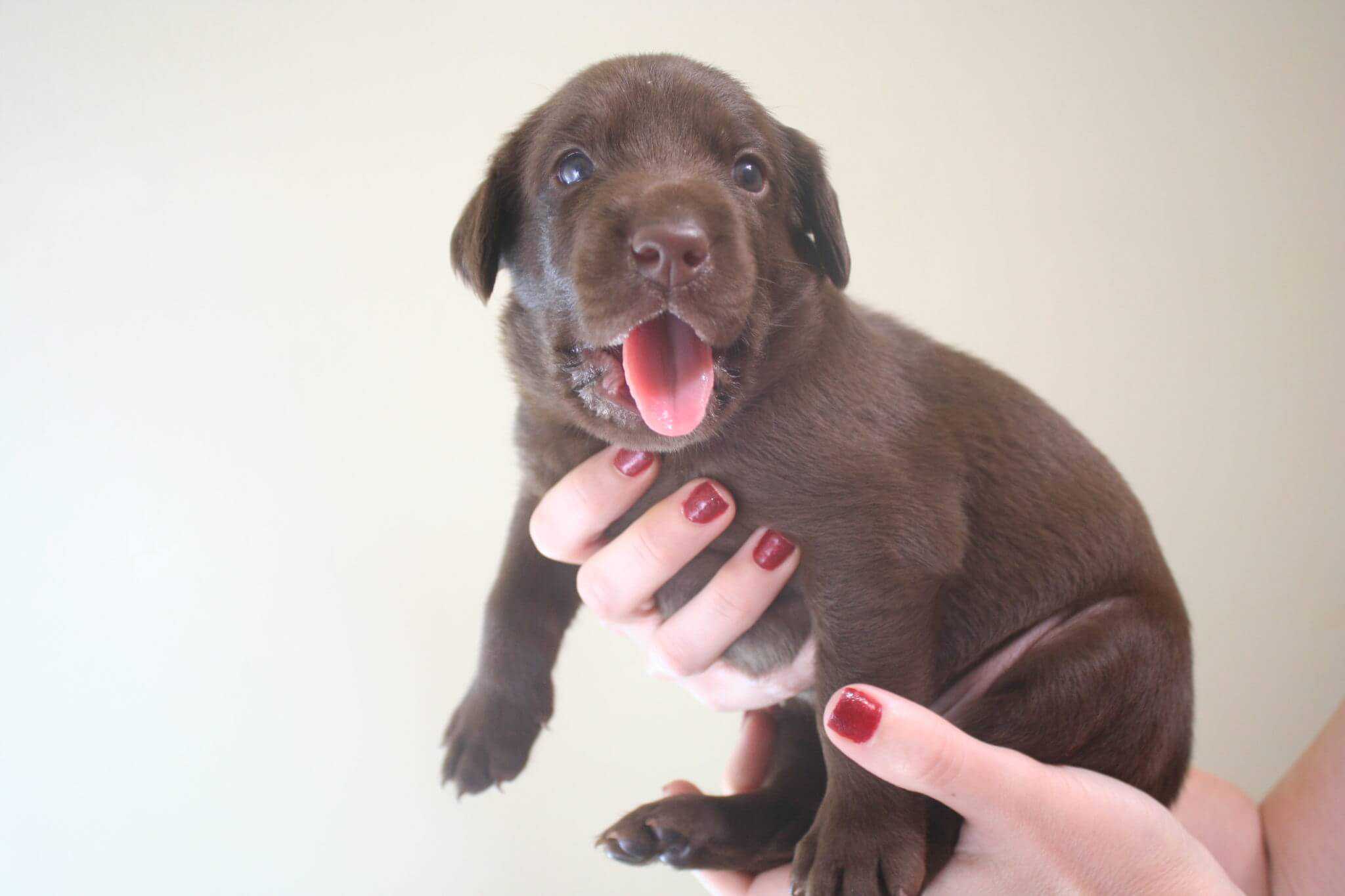 California Labrador Puppies Champion Pedigree Available Now
